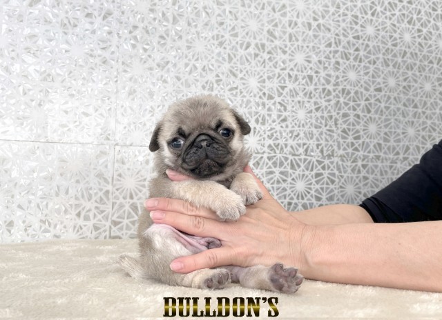 ID:PG752　パグ専門ブリーダーBULLDON’Sサムネイル