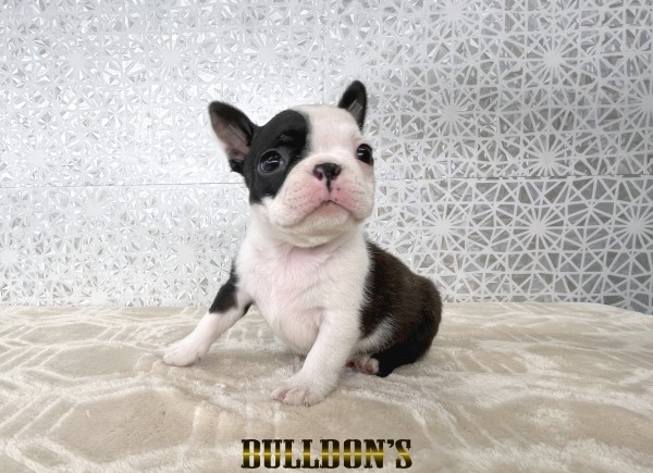 ID:BT526　ボストンテリア専門ブリーダーBULLDON’Sサムネイル