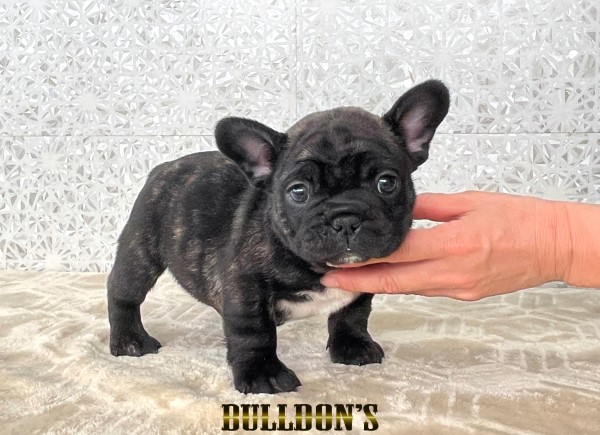 ID:FB1803　フレンチブルドッグ専門ブリーダーBULLDON’Sサムネイル