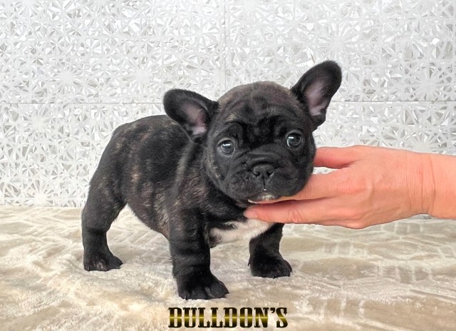 ID:FB1803　フレンチブルドッグ専門ブリーダーBULLDON’Sサムネイル
