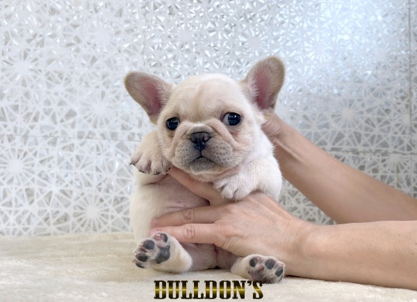 ID:FB1805　フレンチブルドッグ専門ブリーダーBULLDON’Sサムネイル