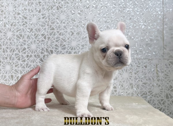 ID:FB1806　フレンチブルドッグ専門ブリーダーBULLDON’S　商談中！サムネイル