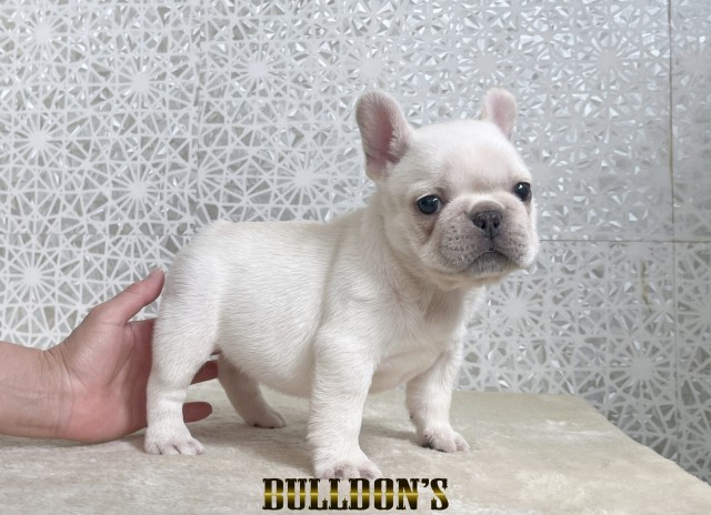 ID:FB1806　フレンチブルドッグ専門ブリーダーBULLDON’S　商談中！サムネイル