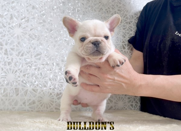 ID:FB1807　フレンチブルドッグ専門ブリーダーBULLDON’Sサムネイル