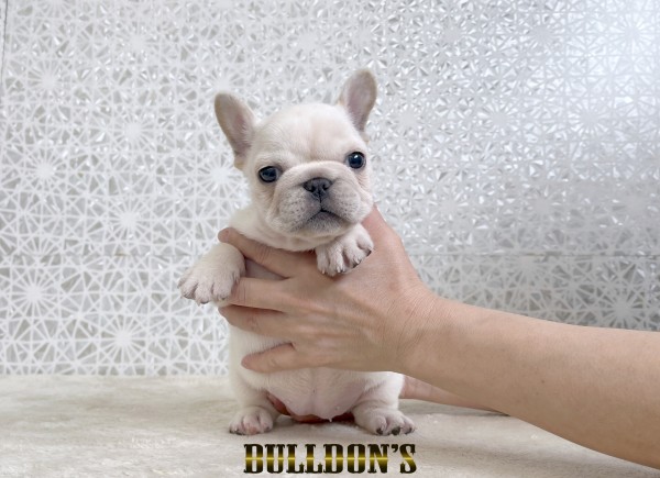ID:FB1808　フレンチブルドッグ専門ブリーダーBULLDON’Sサムネイル