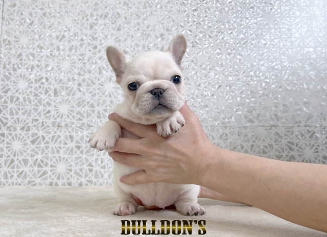 ID:FB1808　フレンチブルドッグ専門ブリーダーBULLDON’Sサムネイル
