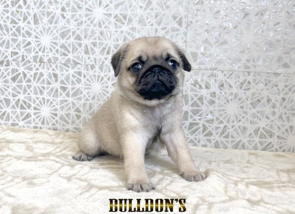 ID:PG755　パグ専門ブリーダーBULLDON’Sサムネイル