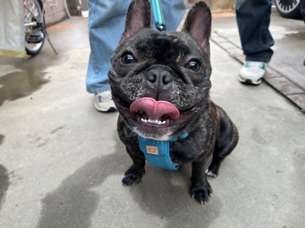 フレンチブルドッグのCON君！埼玉犬舎に里帰りへ！サムネイル