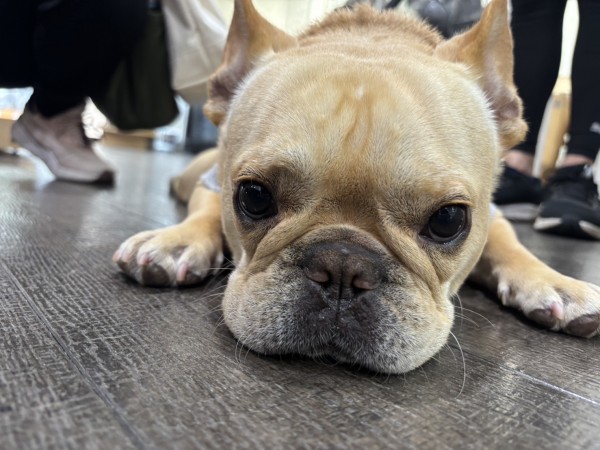 フレンチブルドッグのロビちゃんが遊びに来てくれました！サムネイル