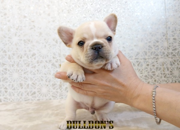 ID:FB1817　フレンチブルドッグ専門ブリーダーBULLDON’S　販売中！サムネイル