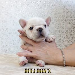 ID:FB1819　フレンチブルドッグ専門ブリーダーBULLDON’S　販売中！サムネイル