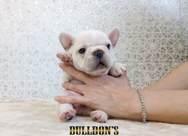 ID:FB1819　フレンチブルドッグ専門ブリーダーBULLDON’S　販売中！サムネイル