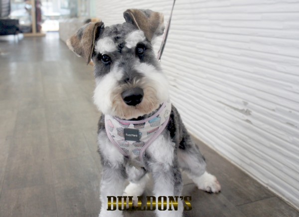 ID:75　アルファ　早期引退犬・若犬販売Miniature Schnauzerサムネイル