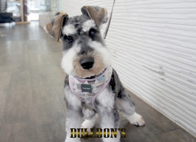 ID:75　アルファ　早期引退犬・若犬販売Miniature Schnauzerサムネイル