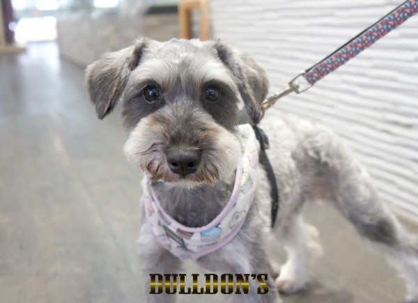 ID:76　ラテ　早期引退犬・若犬販売Miniature Schnauzerサムネイル