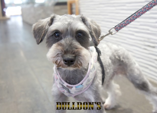 ID:76　ラテ　早期引退犬・若犬販売Miniature Schnauzerサムネイル