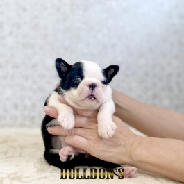 ID:BT528　ボストンテリア専門ブリーダーBULLDON’　販売中！サムネイル