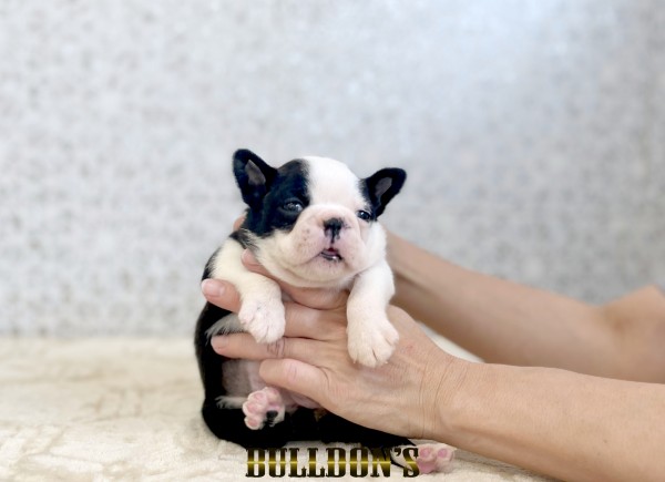 ID:BT528　ボストンテリア専門ブリーダーBULLDON’　販売中！サムネイル
