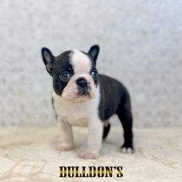 ID:BT527　ボストンテリア専門ブリーダーBULLDON’　販売中！サムネイル