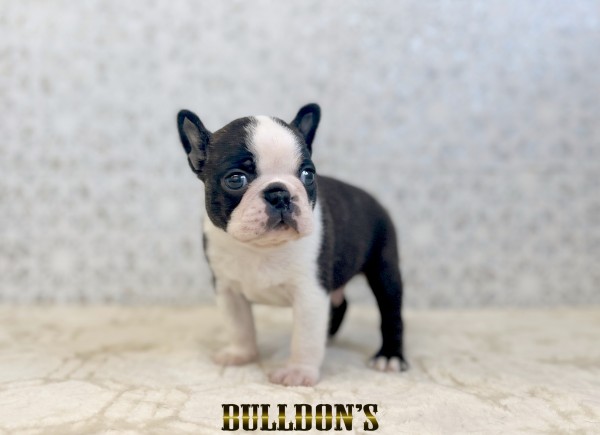 ID:BT527　ボストンテリア専門ブリーダーBULLDON’　販売中！サムネイル
