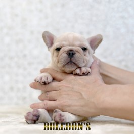ID:FB1810　フレンチブルドッグ専門ブリーダーBULLDON’S　販売中！サムネイル