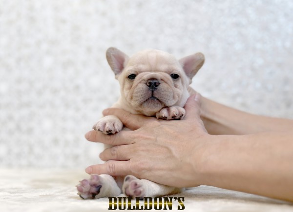 ID:FB1810　フレンチブルドッグ専門ブリーダーBULLDON’S　販売中！サムネイル