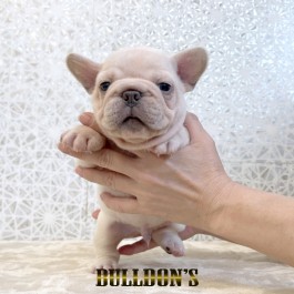 ID:FB1811　フレンチブルドッグ専門ブリーダーBULLDON’S　販売中！サムネイル