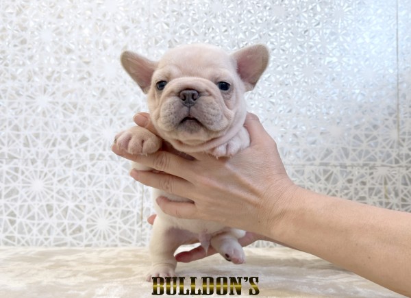 ID:FB1811　フレンチブルドッグ専門ブリーダーBULLDON’S　販売中！サムネイル
