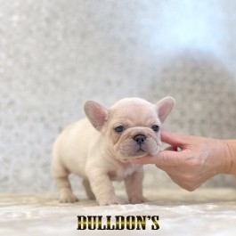 ID:FB1812　フレンチブルドッグ専門ブリーダーBULLDON’S　商談中！サムネイル