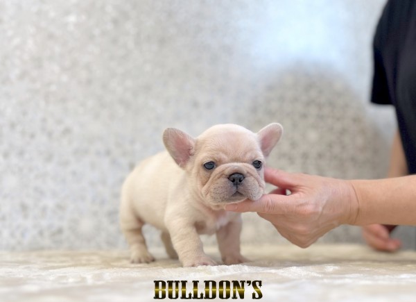 ID:FB1812　フレンチブルドッグ専門ブリーダーBULLDON’S　商談中！サムネイル