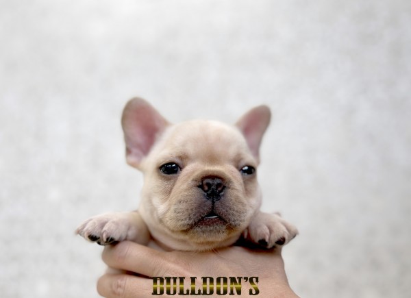 ID:FB1809　フレンチブルドッグ専門ブリーダーBULLDON’Sサムネイル