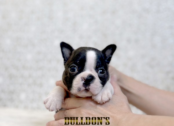 ID:BT529　ボストンテリア専門ブリーダーBULLDON’　販売中！サムネイル
