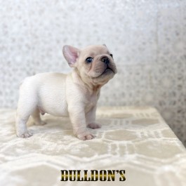 ID:FB1813　フレンチブルドッグ専門ブリーダーBULLDON’S　販売中！サムネイル