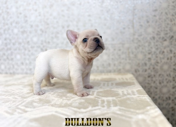 ID:FB1813　フレンチブルドッグ専門ブリーダーBULLDON’S　販売中！サムネイル