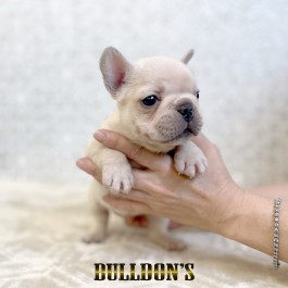 ID:FB1814　フレンチブルドッグ専門ブリーダーBULLDON’S　商談中！サムネイル