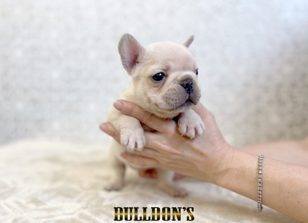 ID:FB1814　フレンチブルドッグ専門ブリーダーBULLDON’S　商談中！サムネイル