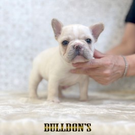 ID:FB1815　フレンチブルドッグ専門ブリーダーBULLDON’S　販売中！サムネイル