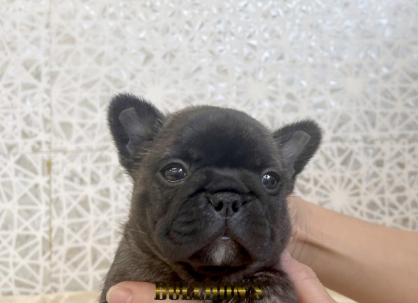 ID:FB1816　フレンチブルドッグ専門ブリーダーBULLDON’S　販売中！サムネイル