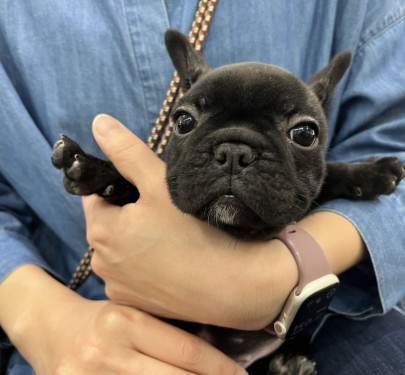 ★東京都のお客様★フレンチブルドッグの小春ちゃん！サムネイル