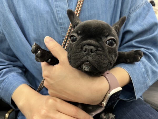 ★東京都のお客様★フレンチブルドッグの小春ちゃん！サムネイル