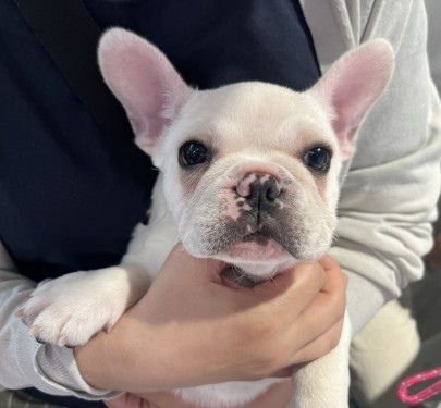 ★東京都のお客様★フレンチブルドッグのおもちちゃん！サムネイル