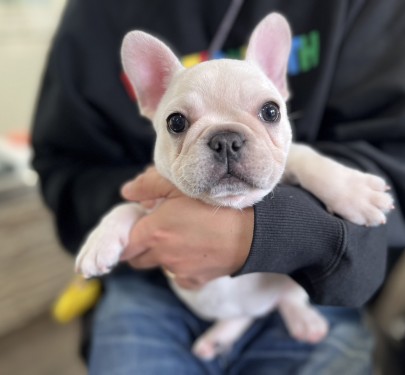 ★埼玉県のお客様★フレンチブルドッグのすみれちゃん！サムネイル