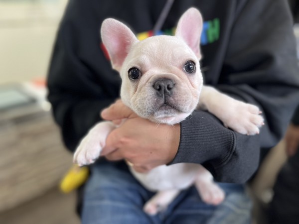 ★埼玉県のお客様★フレンチブルドッグのすみれちゃん！サムネイル