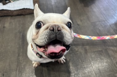 リオちゃん世田谷店に遊びに来てくれました❕サムネイル